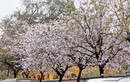 Hoa Ban cuối mùa – dư âm ngọt ngào giữa lòng Hà Nội