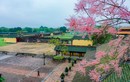 “Vương giả chi hoa” khoe sắc trong Đại Nội Huế