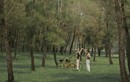 Lạc bước giữa rừng thông cổ ở lăng Gia Long