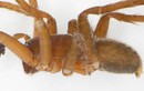 Nóng: Vô tình phát hiện loài nhện mới ở Lào