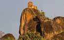 Thích thú hình ảnh “vua sư tử Disney” hùng dũng trên đỉnh núi
