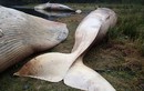 Hàng loạt cá voi khủng chết bí ẩn ở Chile gây sốc