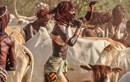 Dị thường bộ tộc nam giới muốn lấy vợ phải nhảy qua 10 con bò 
