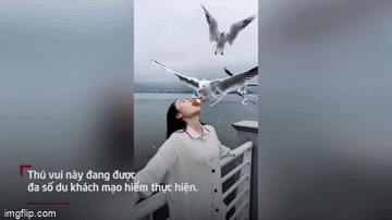 Video: Ngỡ ngàng cảnh du khách Trung Quốc cho chim mòng ăn bằng miệng