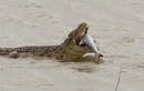 Khoảnh khắc cá sấu ăn thịt cá mập một cách ngon miệng  