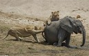 Hai con sư tử đói quỷ quyệt khiến voi mất mạng nhanh chóng