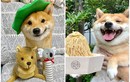 Chú chó Shiba chiếm sóng MXH nhờ biểu cảm thần thái nhìn là yêu