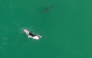 Video: Kỳ lạ, cá mập trắng vờn người lướt ván nhưng không tấn công