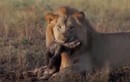 Video: Mải đánh sư tử đực, "bà chúa sơn lâm" mất con vào tay kẻ thù