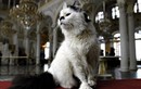 Điều ít biết về những chú mèo canh giữ báu vật Bảo tàng Hermitage