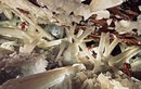 Hang động pha lê khổng lồ tại Mexico 