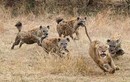 Sư tử đực thể hiện uy quyền, đánh đuổi linh cẩu cướp đồ ăn