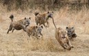 Bầy linh cẩu đánh hội đồng khiến sư tử chạy trối chết