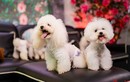 Chàng trai nuôi chó Poodle nổi tiếng Hà thành thu nhập trăm triệu