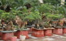 Vạn tuế mini bonsai 20 năm tuổi xuống phố