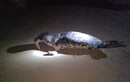 Bất ngờ phát hiện hải cẩu đốm quý hiếm ở Trung Quốc