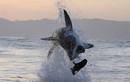 Cận cảnh pha bay người lên không đớp hải cẩu của cá mập trắng