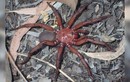 Phát hiện nhện khổng lồ quý hiếm ở Australia