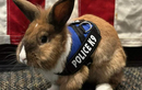Thỏ được phong làm sĩ quan, giúp chữa lành cảnh sát