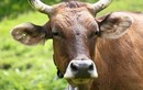 Tại sao con người ăn thịt động vật ăn cỏ?