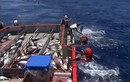 Cận cảnh màn câu cá ngừ “siêu tốc” của ngư dân Australia