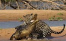 Báo đốm châu Mỹ “xơi tái” cá sấu khổng lồ