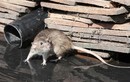 Nếu chuột biến mất hoàn toàn, loài người sẽ khốn đốn ra sao? 