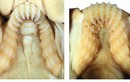 Phát hiện loài cá mập mới có răng hàm giống người