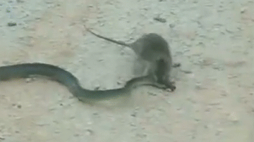 Chuột cắn đầu, điên cuồng giết chết rắn độc ngay giữa đường