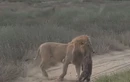 Lạc vào lãnh địa của sư tử, linh cẩu bị đối thủ xử tử