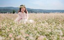 Ngắm hoa tam giác mạch ở nơi nào… đẹp nhất Việt Nam