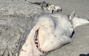 Cá mập trắng bị cá voi xẻ thịt, chỉ để ăn gan