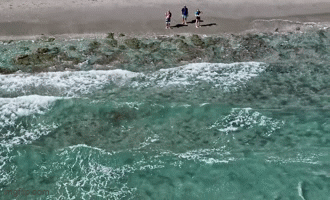 Cá mập được nhìn thấy xuất hiện gần bờ ở Florida