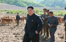 Hình ảnh lãnh đạo Kim Jong-un thị sát trại chăn nuôi