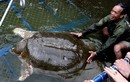 Báo quốc tế đồng loạt đưa tin về cụ Rùa Hồ Gươm