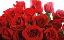 10 điều thú vị về “Ngày lễ tình nhân” Valentine 