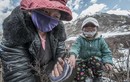 Nhọc nhằn việc săn lùng đông trùng hạ thảo ở Tây Tạng