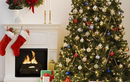 Cây thông Noel đầu tiên trên thế giới không phải là... loại cây