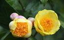 Trà hoa vàng của Việt Nam vừa đẹp, vừa ức chế được ung thư