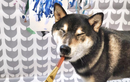 Chú chó shiba kiếm được hàng trăm triệu đồng khi làm họa sĩ