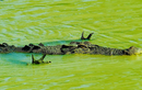 Hài hước khoảng khắc cá sấu “xòe quạt” dưới nước để săn mồi