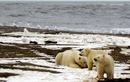 Bắc Cực ngày càng biến dạng, thảm hoạ nào sắp xảy ra? 