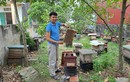 Cận cảnh đàn ong mang về hàng trăm triệu cho Giám đốc HTX