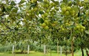 Trăn trở phát triển thương hiệu táo muối Bàng La gắn với du lịch nông nghiệp, nông thôn