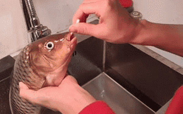 Video: Mang cá đi… ngoáy nước bọt trước khi chế biến