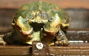 Video: Kinh ngạc rùa hai đầu hiếm gặp sinh ra ở Hà Lan