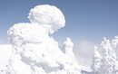 Giải mã bí ẩn khu rừng “quái vật tuyết” ở Nhật Bản