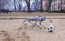 Xuất hiện robot chó có thể chơi bóng đá như một cầu thủ thực thụ