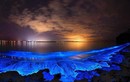 Kỳ ảo “Bữa tiệc ánh sáng” trên biển do tảo phát quang