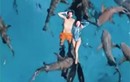Du khách thản nhiên bơi cùng hàng chục con cá mập